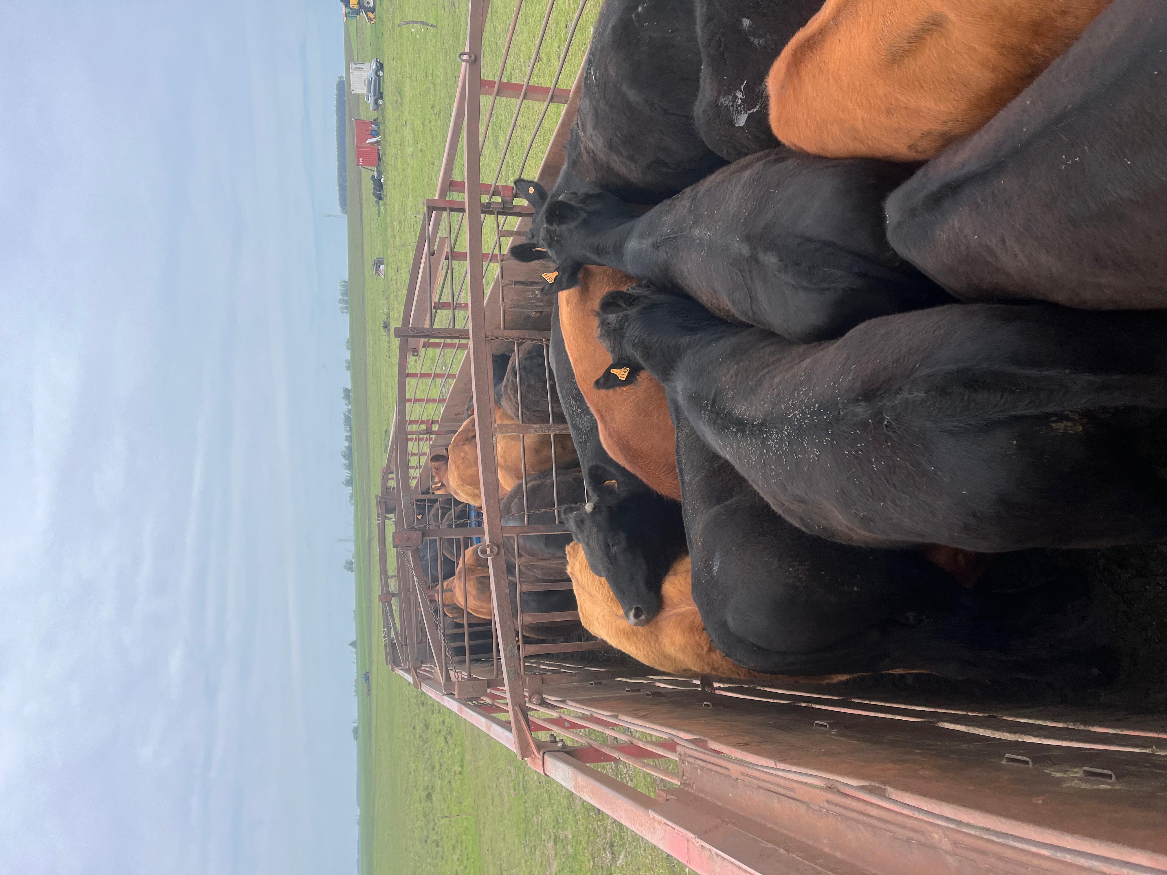 Ganado bovino en manga de carga — Compra y venta de ganado en Uruguay