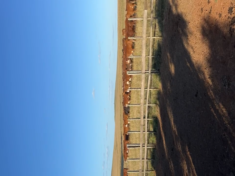Ganado bovino en corral de engorde Uruguay