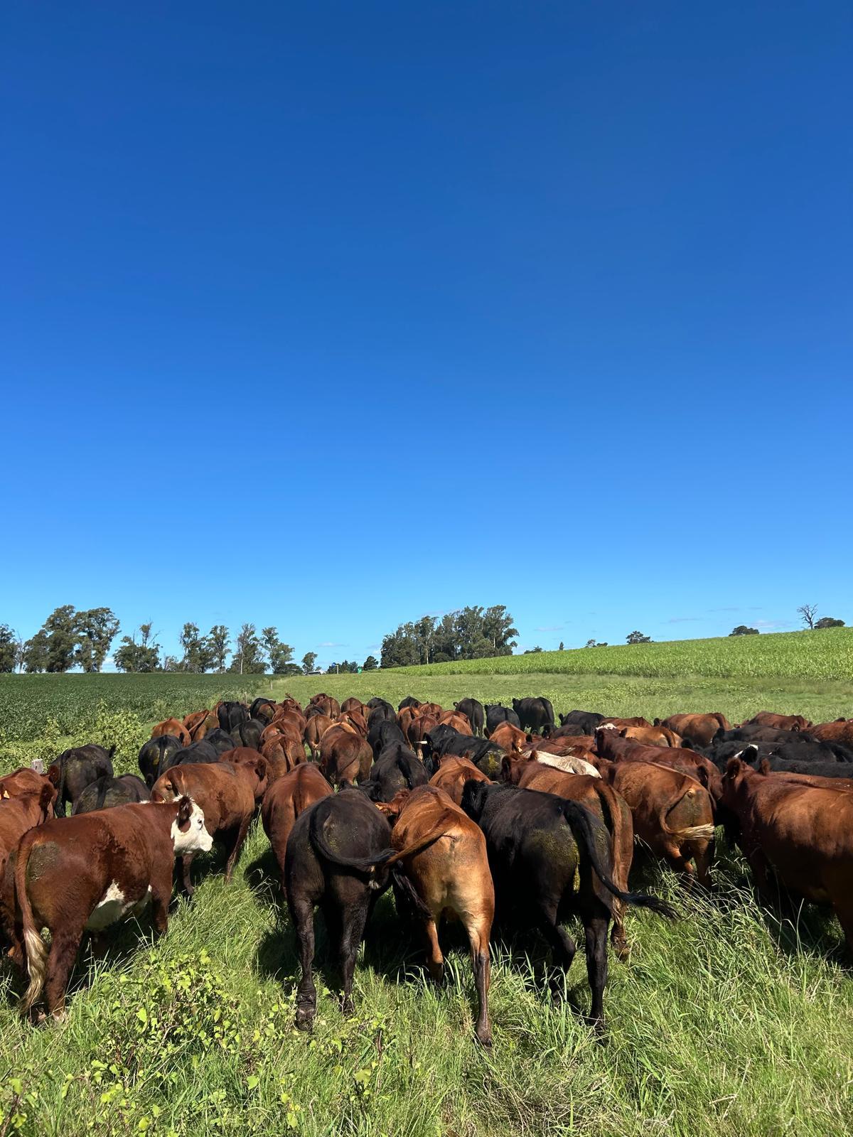 Rodeo de ganado en campo uruguayo